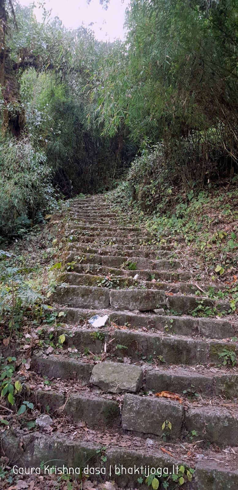  Trees. Shivapuri mountain. Kathmandu. 2019.01.15